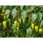Sladká  paprika 500g