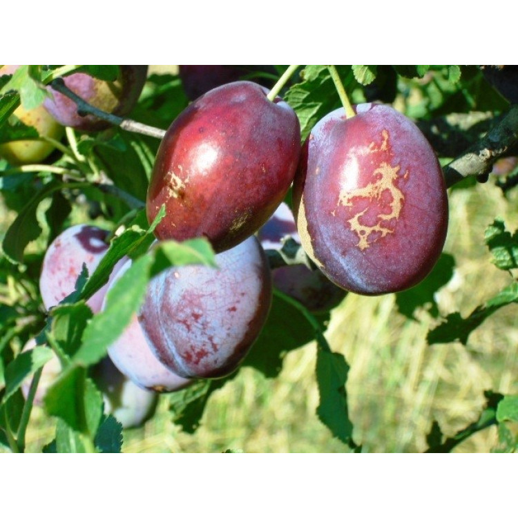 Skoré Slivky 1kg