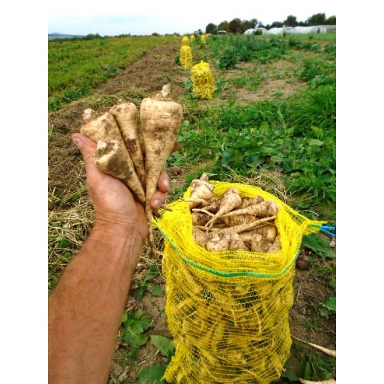 Petržlen 500g