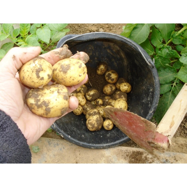 Skoré Zemiaky 1kg 