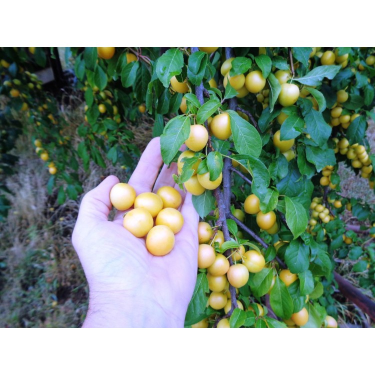 Mirabelky 1kg 