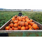 Tekvica /nie len/ na vyrezávanie 1kg