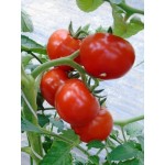 Paradajky 500g