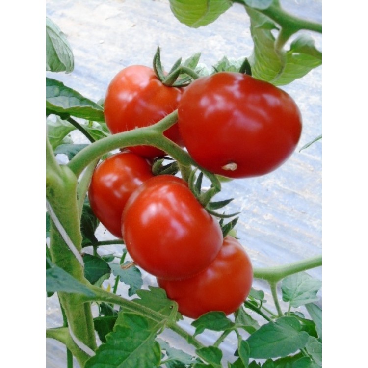  Paradajky 500g