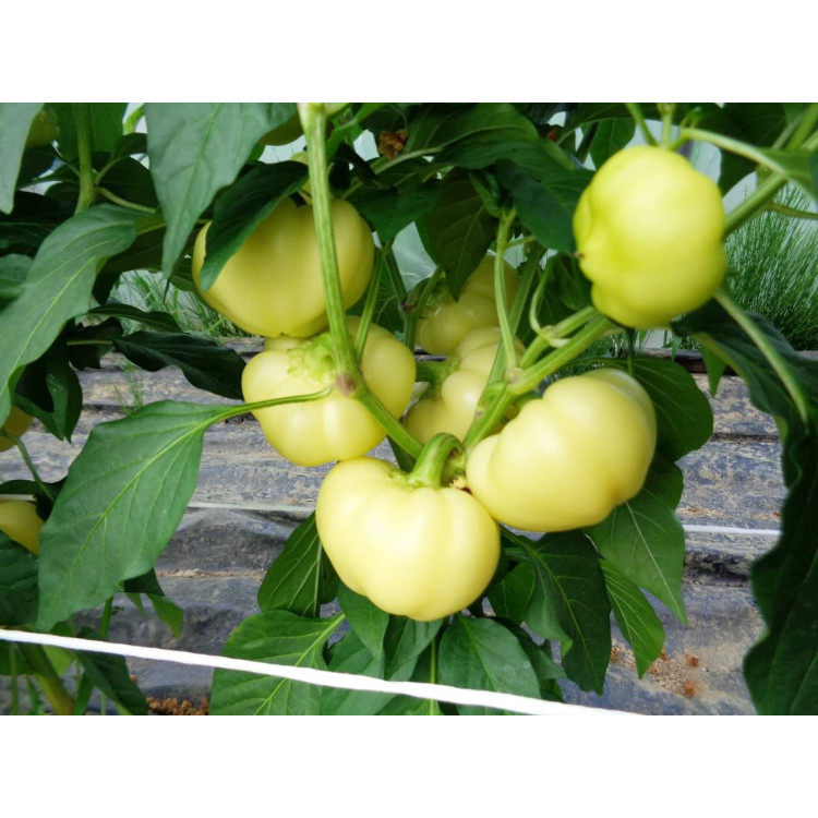 Sladká paprika ALMA 500g