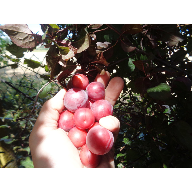 Mirabelky 1kg 